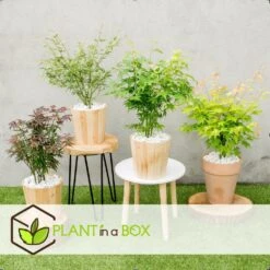 Assorti De 8 Erables Du Japon - Pot ⌀10 Cm - H.25-40cm (hauteur Pot Incluse) 8 Assorti De 8 Erables Du Japon - Pot ⌀10 Cm - H.25-40cm (hauteur Pot Incluse) -Terre et Verdure 6421dd63e6f720.35493338