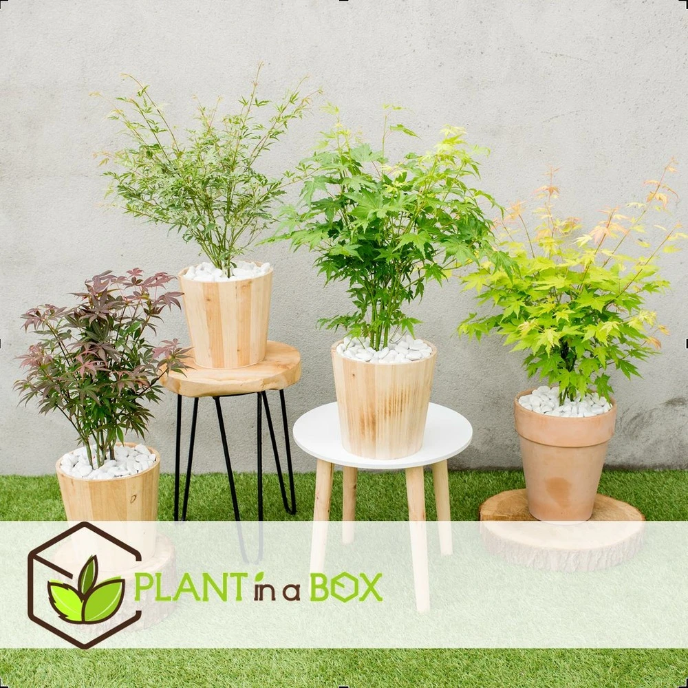 Assorti De 8 Erables Du Japon - Pot ⌀10 Cm - H.25-40cm (hauteur Pot Incluse) 5 Assorti De 8 Erables Du Japon - Pot ⌀10 Cm - H.25-40cm (hauteur Pot Incluse) – Image 3