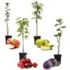 Assorti De 4 Arbres Fruitiers - Pot ⌀9cm - H.60-70cm (hauteur Pot Incluse) -Terre et Verdure 6421dd66d8e693.34016767