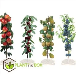 Assorti De 4 Arbres Fruitiers - Pot ⌀9cm - H.60-70cm (hauteur Pot Incluse) -Terre et Verdure 6421dd66de3f47.44597136