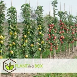 Assorti De 4 Arbres Fruitiers - Pot ⌀9cm - H.60-70cm (hauteur Pot Incluse) -Terre et Verdure 6421dd66e21009.57555330