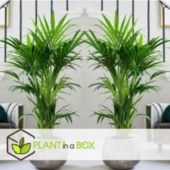 Palmier Kentia - Pot ⌀21 Cm - H. 130-140cm (hauteur Pot Incluse) -Terre et Verdure 6422e1866334e5.52022648