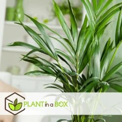Palmier Kentia - Pot ⌀21 Cm - H. 130-140cm (hauteur Pot Incluse) -Terre et Verdure 6422e18667b5b7.10247257