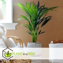 Palmier Kentia - Pot ⌀21 Cm - H. 130-140cm (hauteur Pot Incluse) -Terre et Verdure 6422e1866c5cc6.02870111