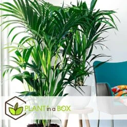 Palmier Kentia - Pot ⌀21 Cm - H. 130-140cm (hauteur Pot Incluse) -Terre et Verdure 6422e18682ded8.54376534