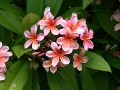 Plumeria Hawaaien - Pot ⌀17cm - H.55-75cm (hauteur Pot Incluse) 14 Plumeria Hawaaien - Pot ⌀17cm - H.55-75cm (hauteur Pot Incluse) -Terre et Verdure 6423324e299086.51146067