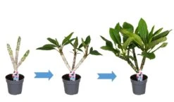 Plumeria Hawaaien - Pot ⌀17cm - H.55-75cm (hauteur Pot Incluse) 13 Plumeria Hawaaien - Pot ⌀17cm - H.55-75cm (hauteur Pot Incluse) -Terre et Verdure 6423324e313ab2.79596873