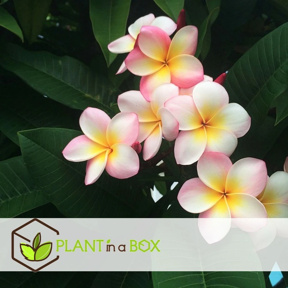 Plumeria Hawaaien - Pot ⌀17cm - H.55-75cm (hauteur Pot Incluse) 6 Plumeria Hawaaien - Pot ⌀17cm - H.55-75cm (hauteur Pot Incluse) – Image 4