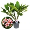 Plumeria Hawaaien - Pot ⌀17cm - H.55-75cm (hauteur Pot Incluse) 2 Plumeria Hawaaien - Pot ⌀17cm - H.55-75cm (hauteur Pot Incluse) -Terre et Verdure 6423324e3df133.10483411