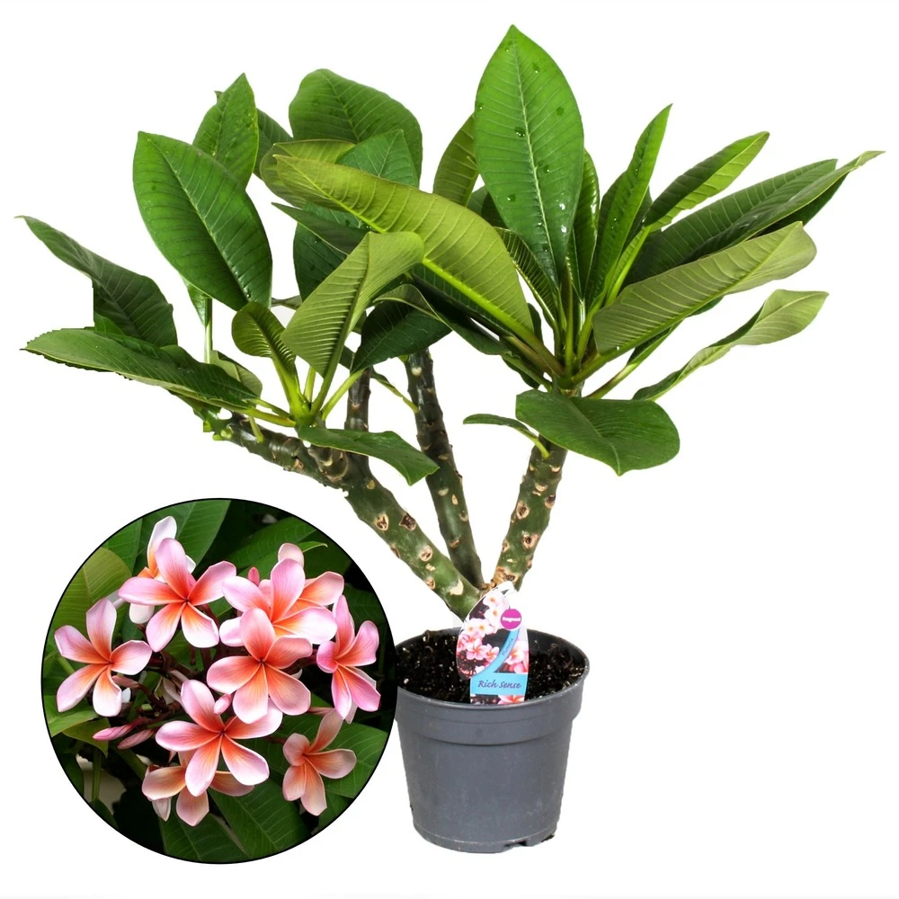 Plumeria Hawaaien - Pot ⌀17cm - H.55-75cm (hauteur Pot Incluse) 3 Plumeria Hawaaien - Pot ⌀17cm - H.55-75cm (hauteur Pot Incluse)