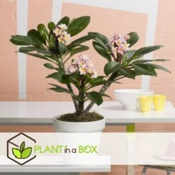 Plumeria Hawaaien - Pot ⌀17cm - H.55-75cm (hauteur Pot Incluse) 15 Plumeria Hawaaien - Pot ⌀17cm - H.55-75cm (hauteur Pot Incluse) -Terre et Verdure 6423324e50d857.41817764
