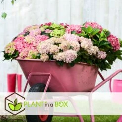 Set De 3 Hortensia Rose - Pot ⌀9cm - H.25-40cm (hauteur Pot Incluse) -Terre et Verdure 64233253af3a81.36590456