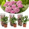 Set De 3 Hortensia Rose - Pot ⌀9cm - H.25-40cm (hauteur Pot Incluse)