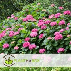 Set De 3 Hortensia Rose - Pot ⌀9cm - H.25-40cm (hauteur Pot Incluse) -Terre et Verdure 64233253b82f01.05331596