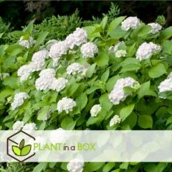 Set De 3 Hortensia Blanc - Pot ⌀9cm - H.25-40cm (hauteur Pot Incluse) -Terre et Verdure 64233254e0bae3.75313331