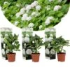 Set De 3 Hortensia Blanc - Pot ⌀9cm - H.25-40cm (hauteur Pot Incluse) -Terre et Verdure 64233254e53b43.60710498