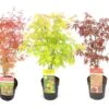 Set De 3 Erables Japonnais - Pot ⌀19cm - H.60-70cm (hauteur Pot Incluse) - Acer Japonica - Plantes Rustique -Terre et Verdure 642332562bd8a9.42609713