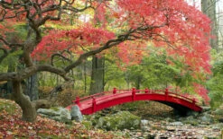 Set De 3 Erables Japonnais - Pot ⌀19cm - H.60-70cm (hauteur Pot Incluse) - Acer Japonica - Plantes Rustique -Terre et Verdure 64233256479f90.69850499