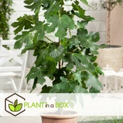 Set De 2 Ficus Carica - Pot ⌀9cm - H.25-40cm (hauteur Pot Incluse) -Terre et Verdure 64233258aed6c2.75062578