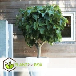 Set De 2 Ficus Carica - Pot ⌀9cm - H.25-40cm (hauteur Pot Incluse) -Terre et Verdure 64233258b421e6.98737418