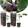 Set De 2 Ficus Carica - Pot ⌀9cm - H.25-40cm (hauteur Pot Incluse) -Terre et Verdure 64233258b9af16.17675427