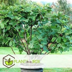 Set De 2 Ficus Carica - Pot ⌀9cm - H.25-40cm (hauteur Pot Incluse) -Terre et Verdure 64233258bdd842.98002506