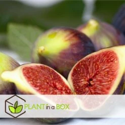 Set De 2 Ficus Carica - Pot ⌀9cm - H.25-40cm (hauteur Pot Incluse) -Terre et Verdure 64233258cb75f1.63559053