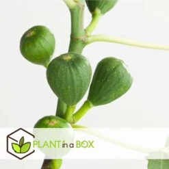 Set De 2 Ficus Carica - Pot ⌀9cm - H.25-40cm (hauteur Pot Incluse) -Terre et Verdure 64233258cfd275.04452141