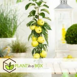 Set De 3 Pommiers - Pot ⌀9cm - H.60-70cm (hauteur Pot Incluse) 12 Set De 3 Pommiers - Pot ⌀9cm - H.60-70cm (hauteur Pot Incluse) -Terre et Verdure 642332687e7c20.05894686