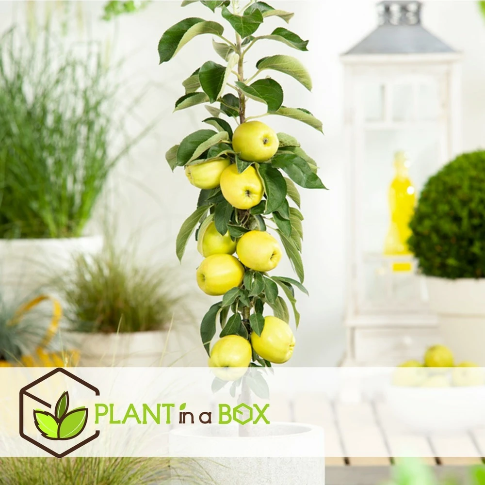 Set De 3 Pommiers - Pot ⌀9cm - H.60-70cm (hauteur Pot Incluse) 6 Set De 3 Pommiers - Pot ⌀9cm - H.60-70cm (hauteur Pot Incluse) – Image 4