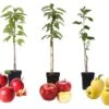 Set De 3 Pommiers - Pot ⌀9cm - H.60-70cm (hauteur Pot Incluse) 1 Set De 3 Pommiers - Pot ⌀9cm - H.60-70cm (hauteur Pot Incluse) -Terre et Verdure 64233268834f67.45768719
