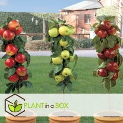 Set De 3 Pommiers - Pot ⌀9cm - H.60-70cm (hauteur Pot Incluse) 11 Set De 3 Pommiers - Pot ⌀9cm - H.60-70cm (hauteur Pot Incluse) -Terre et Verdure 642332688c9973.24149843