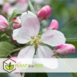 Set De 3 Pommiers - Pot ⌀9cm - H.60-70cm (hauteur Pot Incluse) 14 Set De 3 Pommiers - Pot ⌀9cm - H.60-70cm (hauteur Pot Incluse) -Terre et Verdure 6423326890bc71.46991350