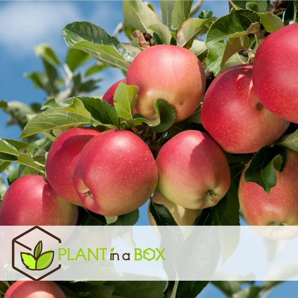 Set De 3 Pommiers - Pot ⌀9cm - H.60-70cm (hauteur Pot Incluse) 7 Set De 3 Pommiers - Pot ⌀9cm - H.60-70cm (hauteur Pot Incluse) – Image 5