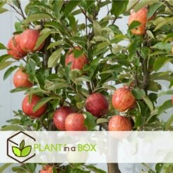 Set De 3 Pommiers - Pot ⌀9cm - H.60-70cm (hauteur Pot Incluse) 15 Set De 3 Pommiers - Pot ⌀9cm - H.60-70cm (hauteur Pot Incluse) -Terre et Verdure 642332689d8f40.55591918