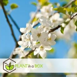 Assorti De 3 Arbres Fruitiers - Pot ⌀9cm - H.60-70cm (hauteur Pot Incluse) -Terre et Verdure 64233269be5622.46374168