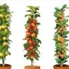 Assorti De 3 Arbres Fruitiers - Pot ⌀9cm - H.60-70cm (hauteur Pot Incluse) 1 Assorti De 3 Arbres Fruitiers - Pot ⌀9cm - H.60-70cm (hauteur Pot Incluse) -Terre et Verdure 64233269c64401.92120611
