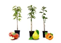 Assorti De 3 Arbres Fruitiers - Pot ⌀9cm - H.60-70cm (hauteur Pot Incluse) -Terre et Verdure 64233269d8b5a4.07024994