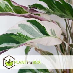 Calathea 'white Fusion' - Pot ⌀14cm - H.30-40cm (hauteur Pot Incluse) -Terre et Verdure 6423335ed08de5.87372206