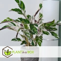 Calathea 'white Fusion' - Pot ⌀14cm - H.30-40cm (hauteur Pot Incluse) -Terre et Verdure 6423335ed559f6.10005262