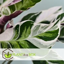 Calathea 'white Fusion' - Pot ⌀14cm - H.30-40cm (hauteur Pot Incluse) -Terre et Verdure 6423335eda0cd7.05143036