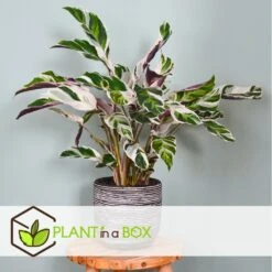 Calathea 'white Fusion' - Pot ⌀14cm - H.30-40cm (hauteur Pot Incluse) -Terre et Verdure 6423335ee30885.64669425