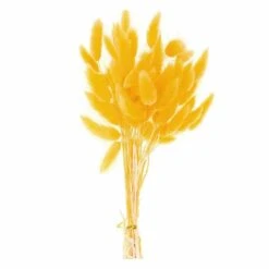Lagurus Séchés Jaune - 45 Cm -Terre et Verdure 6425846d9c72d2.72849610