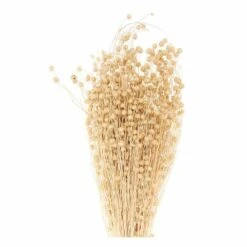 Lins Séchés Naturel - 70 Cm -Terre et Verdure 6425847b173239.47884518