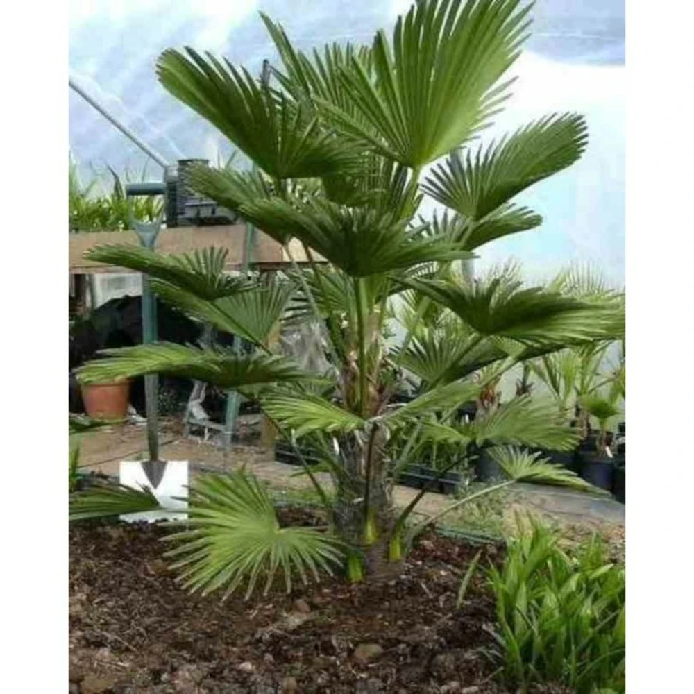 Trachycarpus Wagnerianus (palmier De Chusan, Palmier Moulin à Vent) - Taille:pot De 110l - Tronc De 180/200cm - 230/260cm 4 Trachycarpus Wagnerianus (palmier De Chusan, Palmier Moulin à Vent) - Taille:pot De 110l - Tronc De 180/200cm - 230/260cm – Image 2