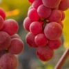 Vigne 'chasselas Rosé' - Conteneur 3l -Terre et Verdure 6426187c9140b3.67519441