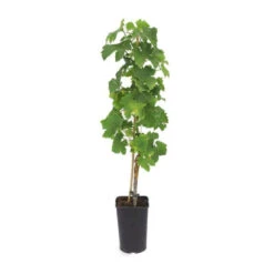 Vigne 'pied De Perdrix' - Conteneur 3l - Taille 30/60cm -Terre et Verdure 64261b9fe79d69.37168525
