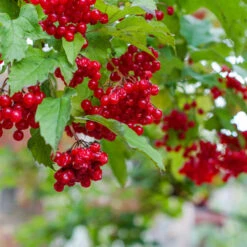 Devant 12 Plant Groseillier London Market Pot 2l