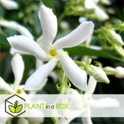 Jasmin Xl - Set De 2 - Vigne Grimpante - Pot 17cm - Hauteur 110-120cm -Terre et Verdure 6426d296d6b130.43381225