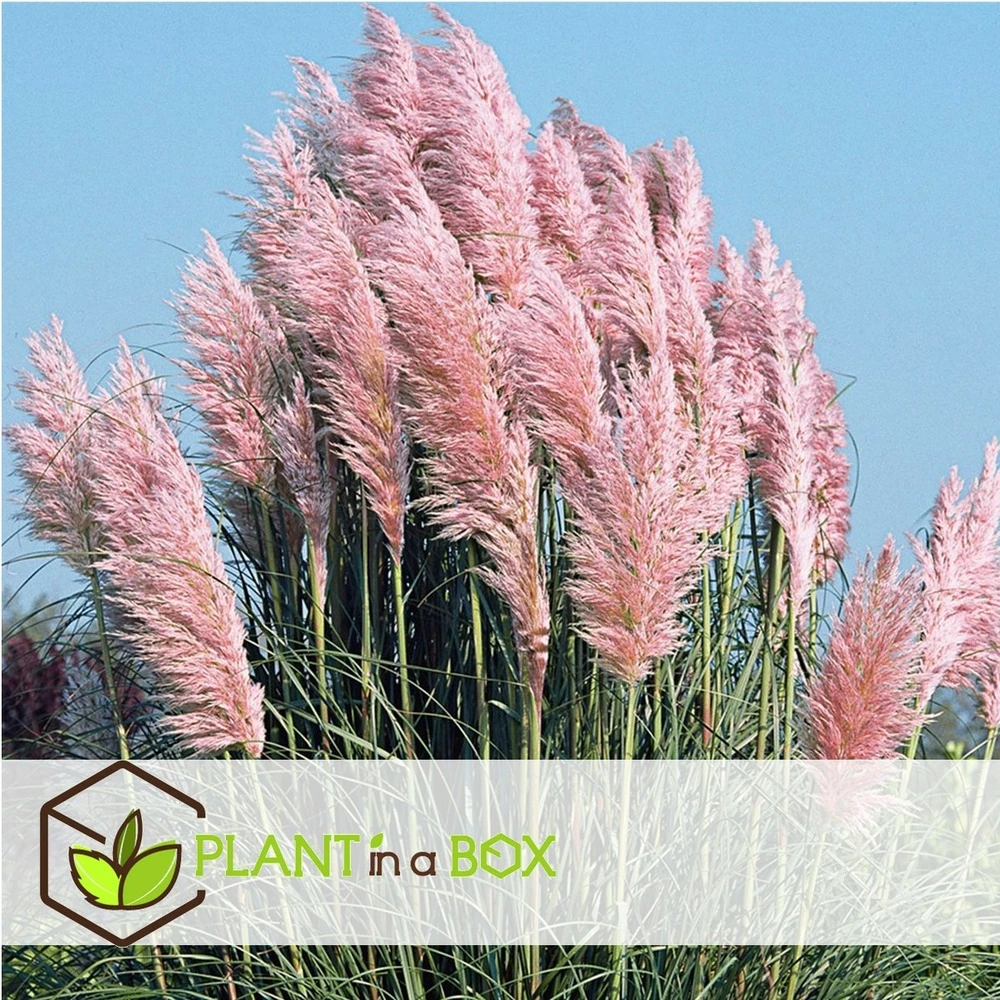 Cortaderia Selloana - Set De 3 - La Pampa - Rose - Pot 9cm - Hauteur 25-40cm 6 Cortaderia Selloana - Set De 3 - La Pampa - Rose - Pot 9cm - Hauteur 25-40cm – Image 4